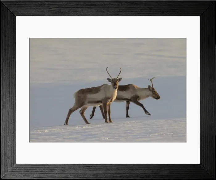 Framed Print : Picture No. 11676517 Framed Print : Picture No. 11676517