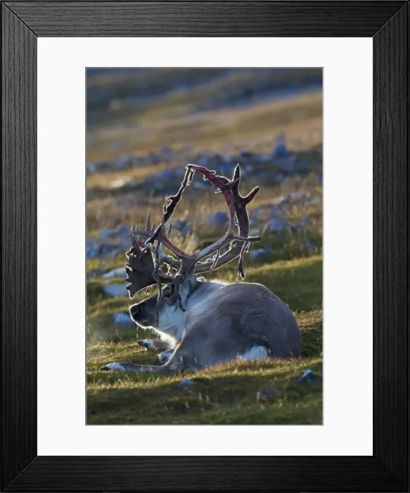 Framed Print : Picture No. 11676515 Framed Print : Picture No. 11676515