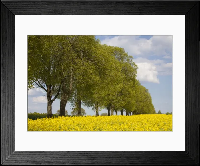 Framed Print : Picture No. 11676530 Framed Print : Picture No. 11676530