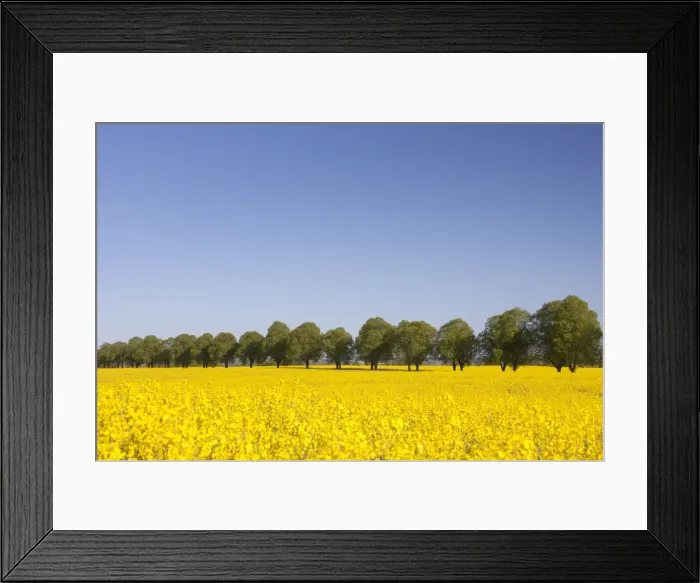 Framed Print : Picture No. 11676532 Framed Print : Picture No. 11676532