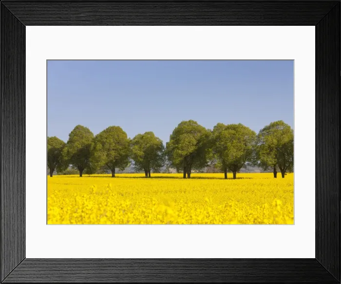 Framed Print : Picture No. 11676533 Framed Print : Picture No. 11676533