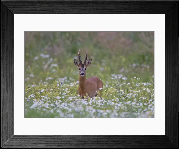 Framed Print : Picture No. 11676534 Framed Print : Picture No. 11676534