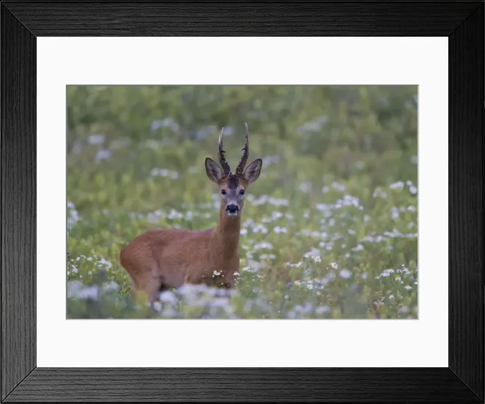 Framed Print : Picture No. 11676535