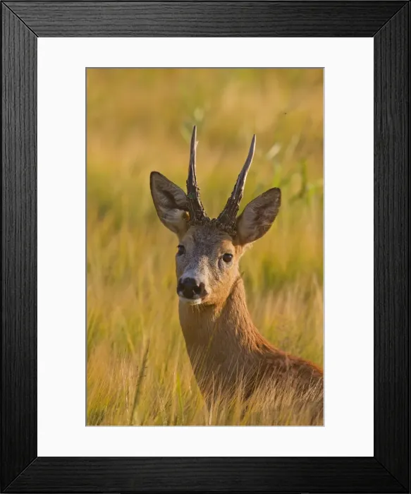 Framed Print : Picture No. 11676536 Framed Print : Picture No. 11676536