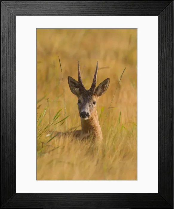Framed Print : Picture No. 11676537 Framed Print : Picture No. 11676537