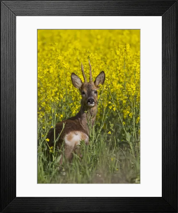 Framed Print : Picture No. 11676538 Framed Print : Picture No. 11676538