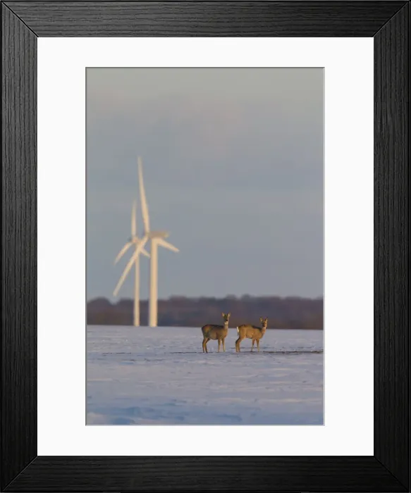 Framed Print : Picture No. 11676539 Framed Print : Picture No. 11676539