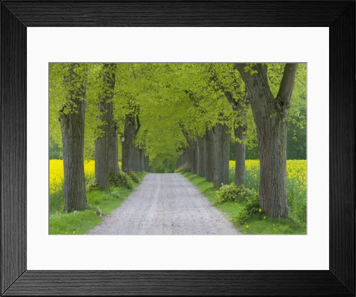 Framed Print : Picture No. 11676531 Framed Print : Picture No. 11676531