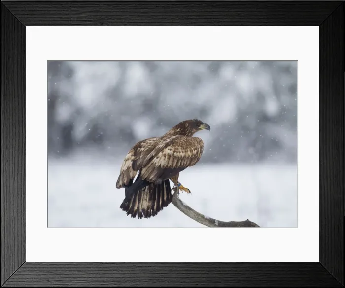 Framed Print : Picture No. 11676549 Framed Print : Picture No. 11676549