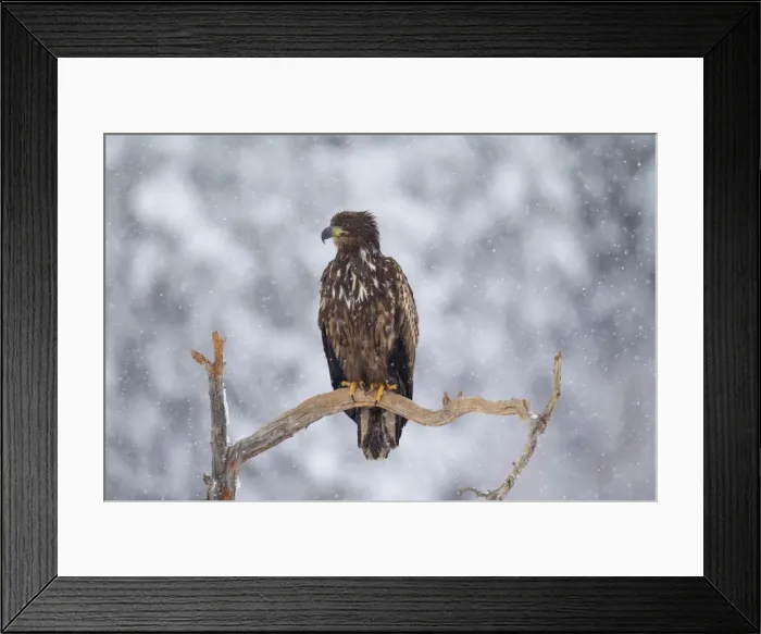 Framed Print : Picture No. 11676551 Framed Print : Picture No. 11676551