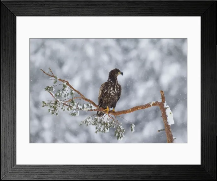 Framed Print : Picture No. 11676550 Framed Print : Picture No. 11676550