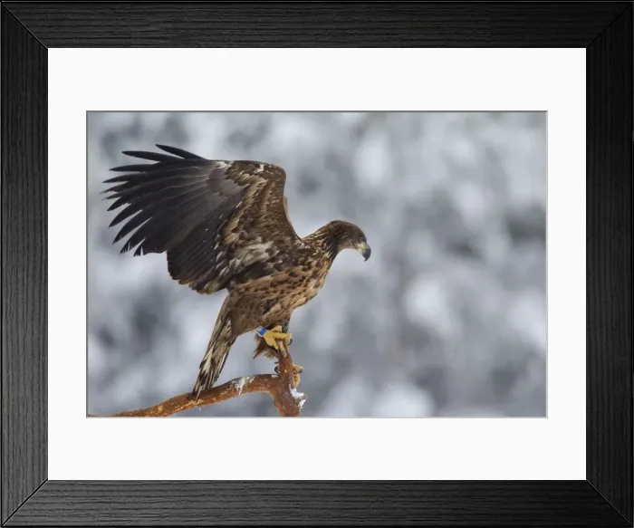 Framed Print : Picture No. 11676553 Framed Print : Picture No. 11676553