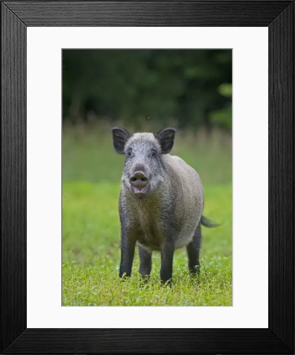 Framed Print : Picture No. 11676554 Framed Print : Picture No. 11676554