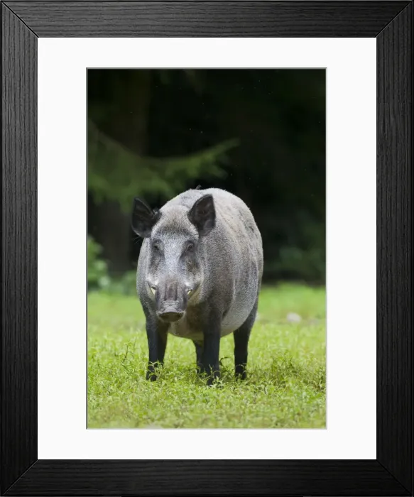 Framed Print : Picture No. 11676555 Framed Print : Picture No. 11676555