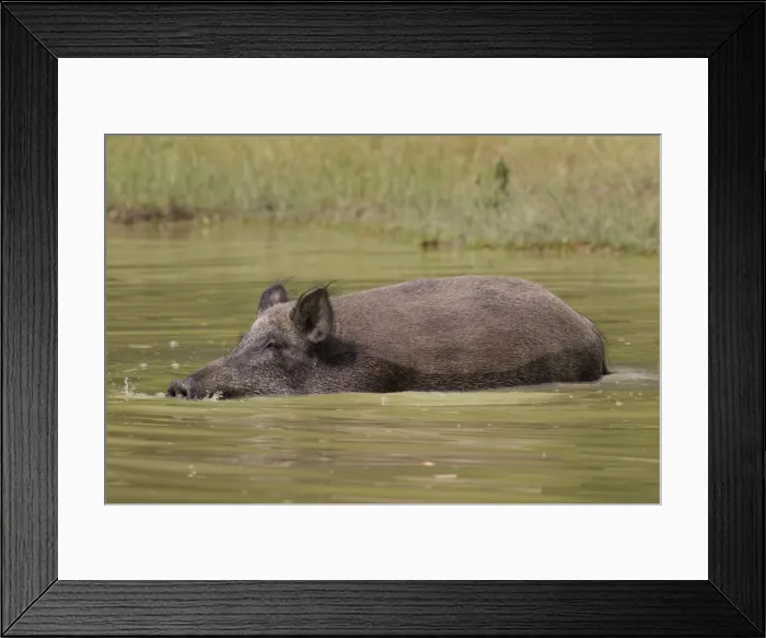 Framed Print : Picture No. 11676556 Framed Print : Picture No. 11676556