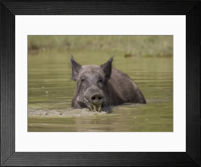 Framed Print : Picture No. 11676557 Framed Print : Picture No. 11676557