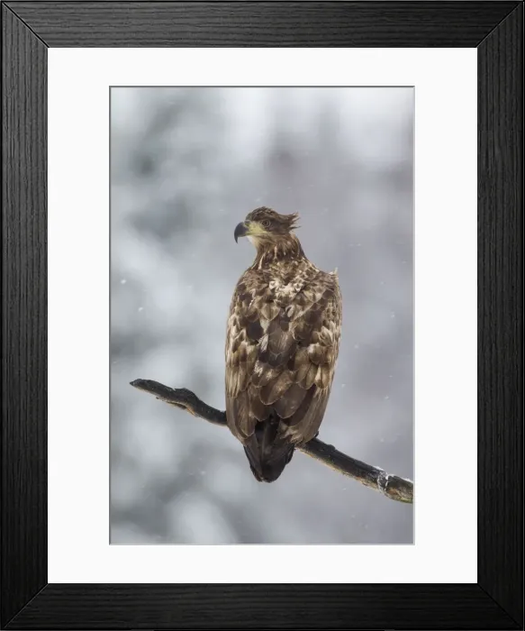 Framed Print : Picture No. 11676552 Framed Print : Picture No. 11676552