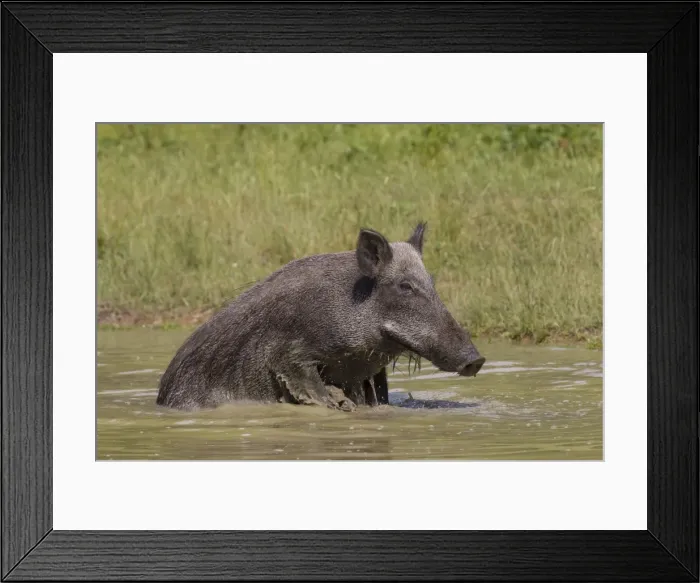 Framed Print : Picture No. 11676559 Framed Print : Picture No. 11676559