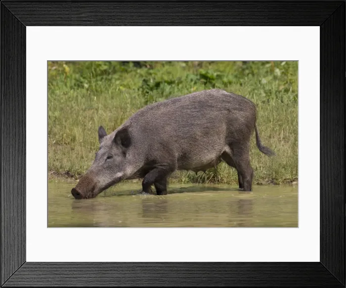 Framed Print : Picture No. 11676558 Framed Print : Picture No. 11676558