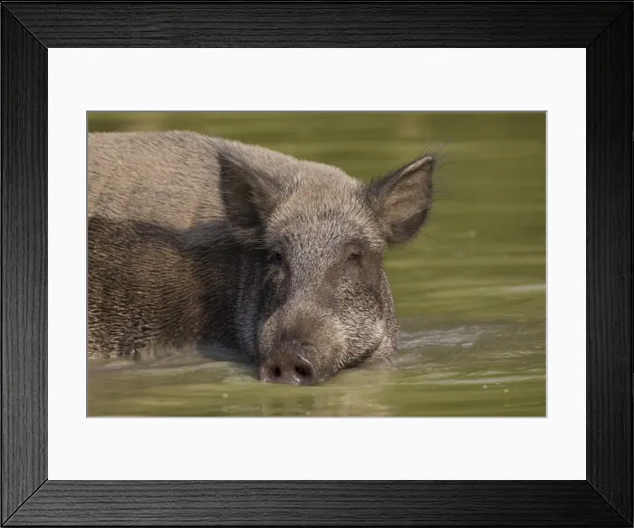 Framed Print : Picture No. 11676560 Framed Print : Picture No. 11676560