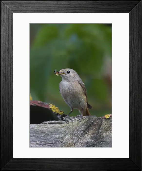 Framed Print : Picture No. 11676562 Framed Print : Picture No. 11676562