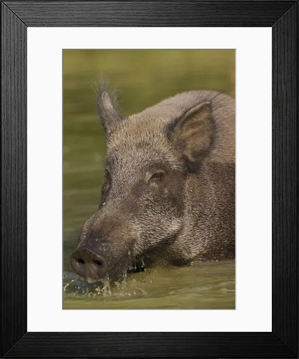 Framed Print : Picture No. 11676561 Framed Print : Picture No. 11676561