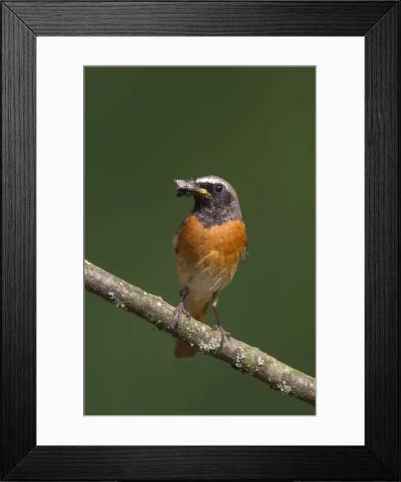 Framed Print : Picture No. 11676565 Framed Print : Picture No. 11676565