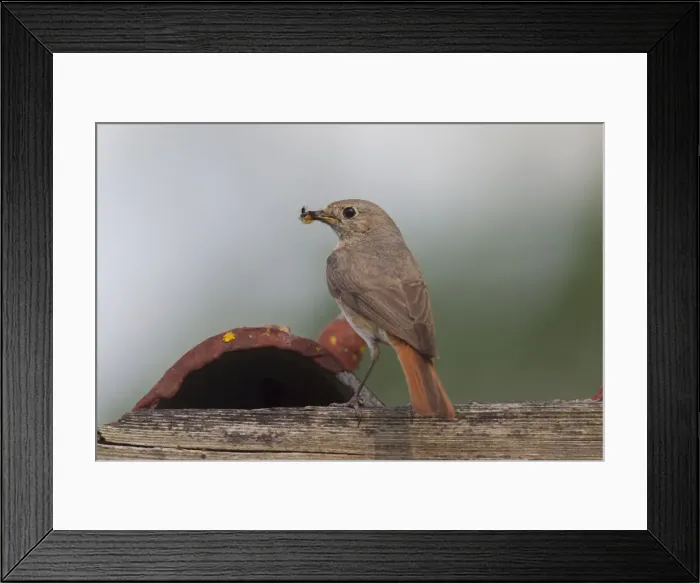 Framed Print : Picture No. 11676563 Framed Print : Picture No. 11676563