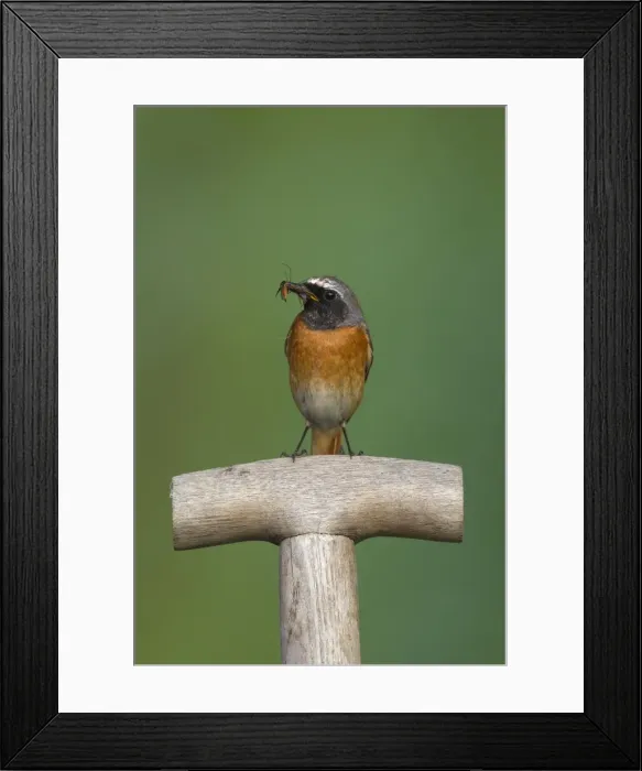 Framed Print : Picture No. 11676567 Framed Print : Picture No. 11676567