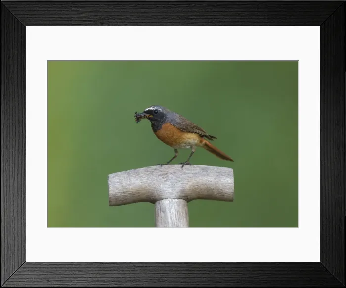 Framed Print : Picture No. 11676568 Framed Print : Picture No. 11676568