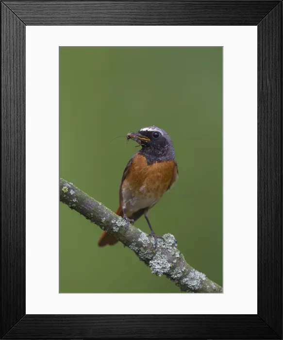 Framed Print : Picture No. 11676566 Framed Print : Picture No. 11676566