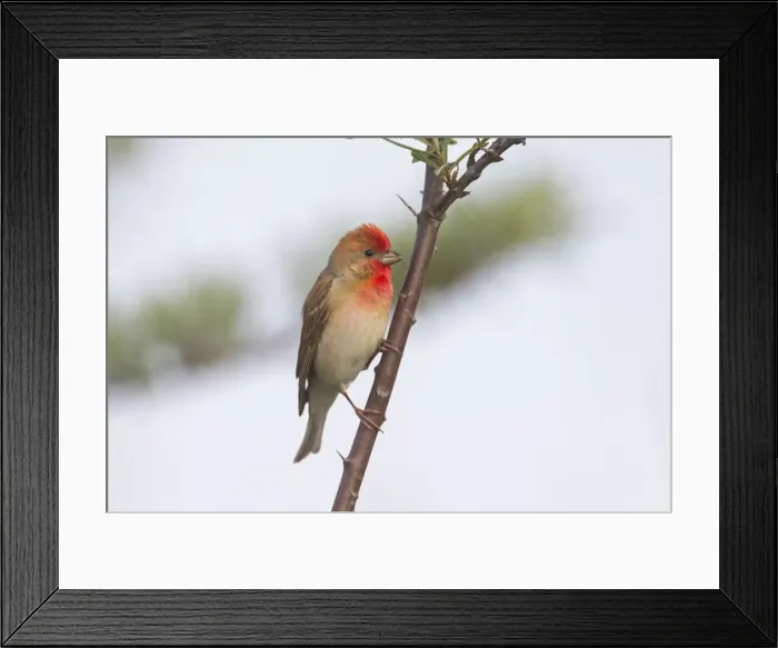 Framed Print : Picture No. 11676570 Framed Print : Picture No. 11676570