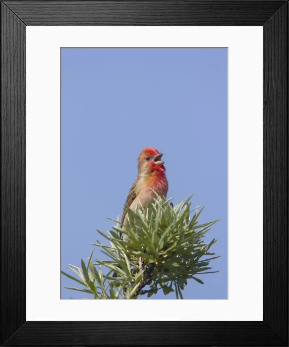 Framed Print : Picture No. 11676571 Framed Print : Picture No. 11676571