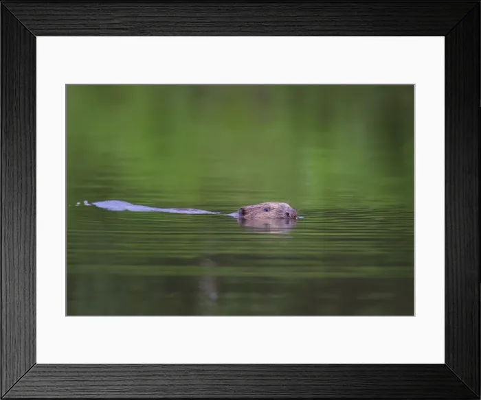 Framed Print : Picture No. 11676572 Framed Print : Picture No. 11676572
