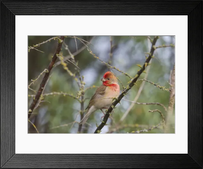 Framed Print : Picture No. 11676569 Framed Print : Picture No. 11676569