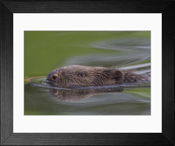 Framed Print : Picture No. 11676574 Framed Print : Picture No. 11676574