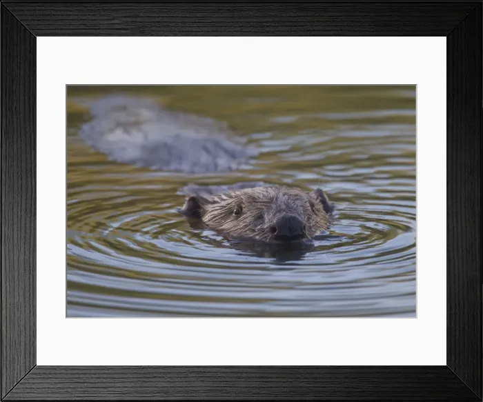 Framed Print : Picture No. 11676573 Framed Print : Picture No. 11676573