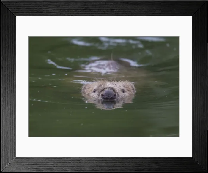 Framed Print : Picture No. 11676576 Framed Print : Picture No. 11676576