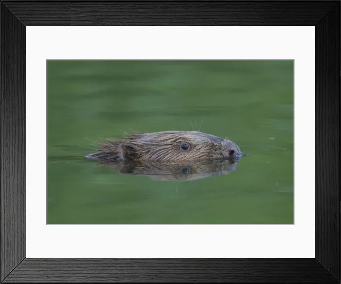 Framed Print : Picture No. 11676575 Framed Print : Picture No. 11676575