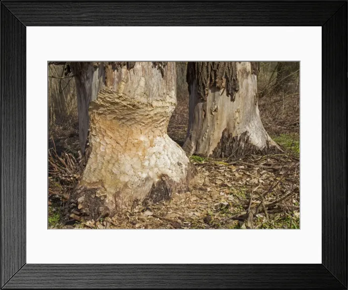 Framed Print : Picture No. 11676577