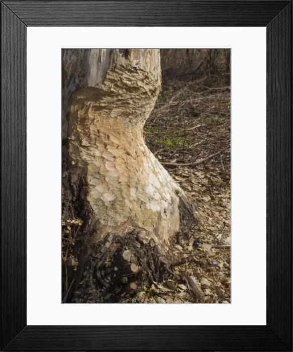 Framed Print : Picture No. 11676578 Framed Print : Picture No. 11676578