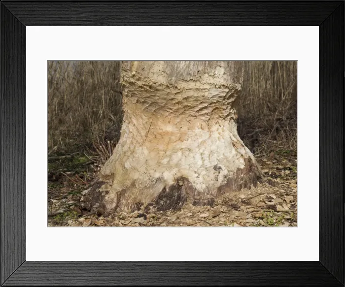 Framed Print : Picture No. 11676579 Framed Print : Picture No. 11676579