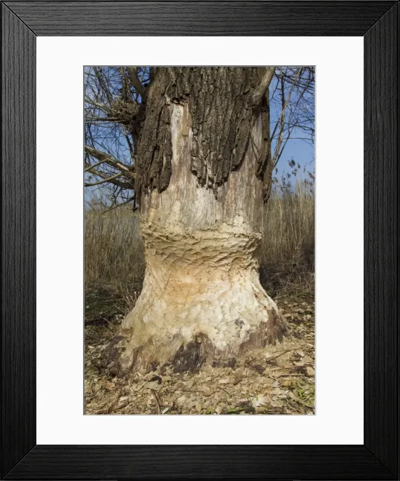 Framed Print : Picture No. 11676580 Framed Print : Picture No. 11676580