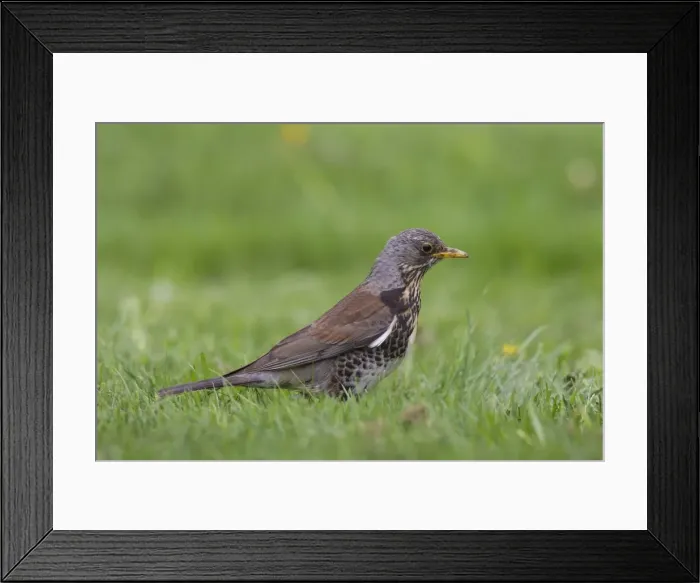 Framed Print : Picture No. 11676583 Framed Print : Picture No. 11676583