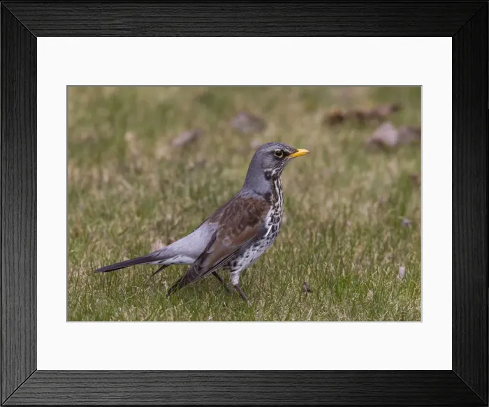 Framed Print : Picture No. 11676584 Framed Print : Picture No. 11676584