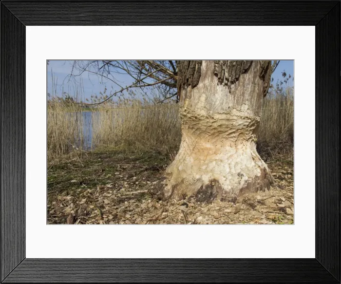 Framed Print : Picture No. 11676581 Framed Print : Picture No. 11676581