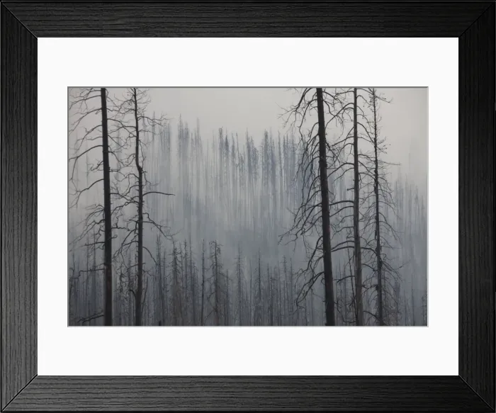Framed Print : Picture No. 11676585 Framed Print : Picture No. 11676585