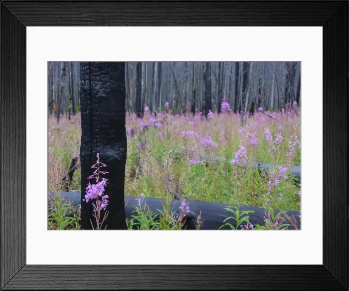 Framed Print : Picture No. 11676588 Framed Print : Picture No. 11676588