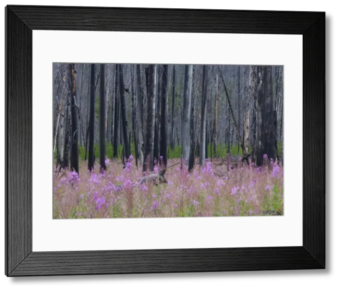 Framed Print : Picture No. 11676587 Framed Print : Picture No. 11676587