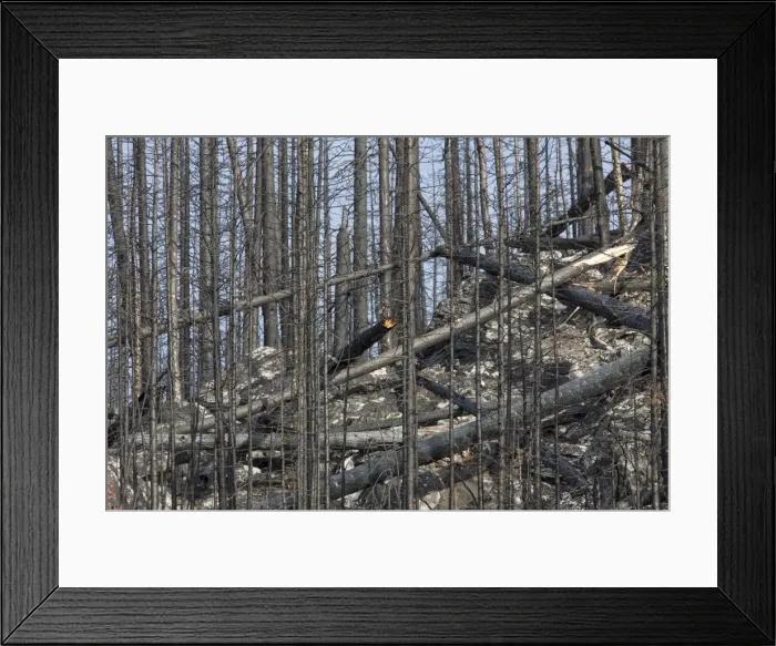 Framed Print : Picture No. 11676590
